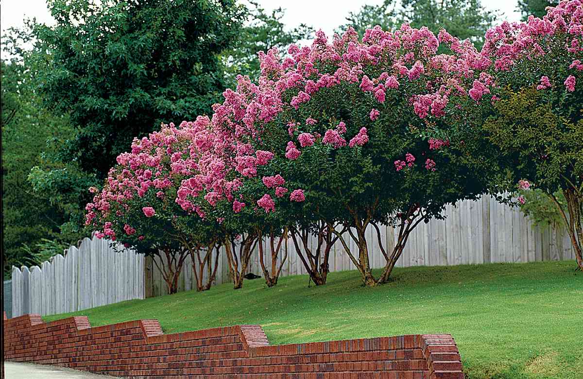 8 Best Trees For Small Yards Southern, Small Trees For Landscaping Near House