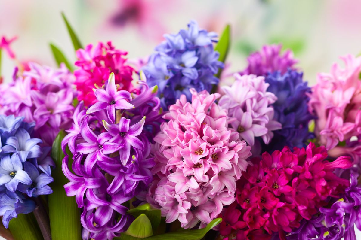 Hyacinth Flower How to Grow and Care for Hyacinth Plant ...