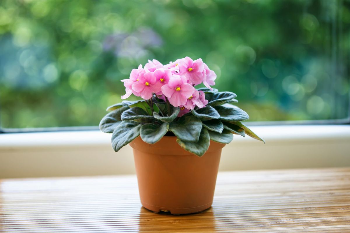African Violet Care: How to Grow ...