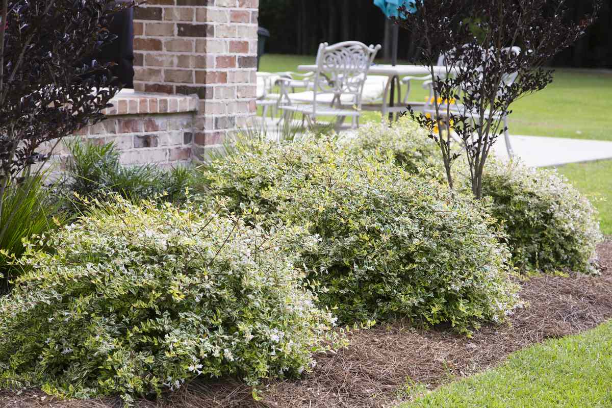  Great Plants For The Front Of Yard Southern Living - Low Maintenance Shrubs For Front Of House