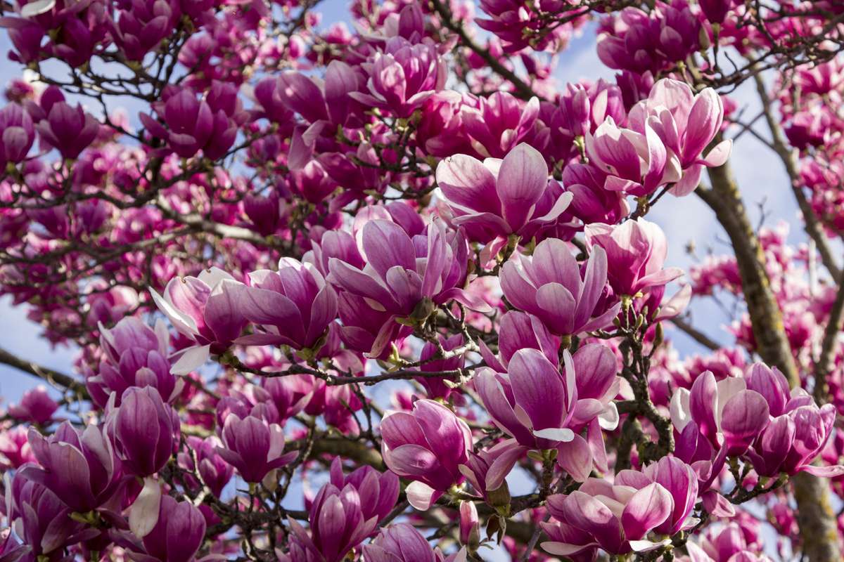How To Identify 11 Types Of Magnolia Flowers Southern Living