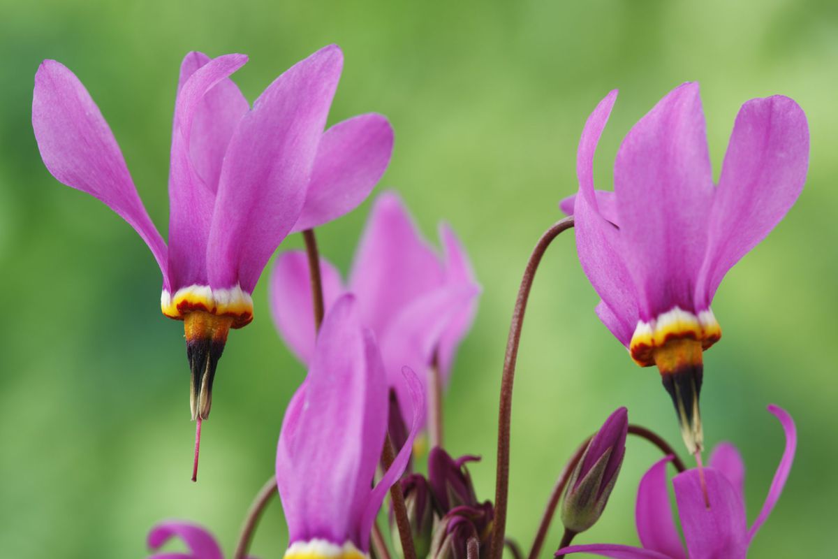 Shooting Star Flower Is Perfect For Your Garden Southern Living
