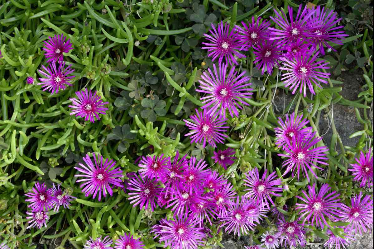 Ice Plant Brings Long Lasting Color To The Garden Southern Living