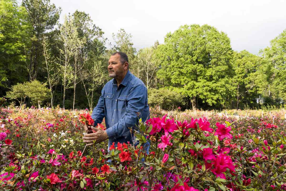 Meet The Man Behind The South S Iconic Encore Azalea Southern Living