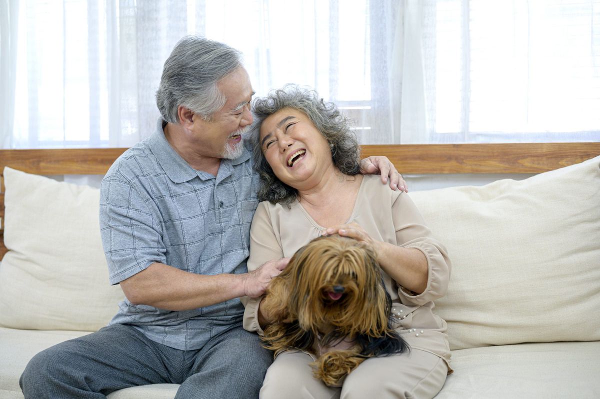Golden Retriever Comfort & Companion Dog for Seniors Kids & Special Needs 