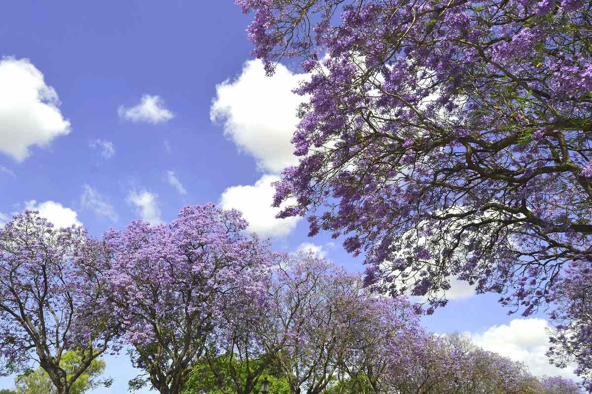 Jacaranda Blooms Are Warm Weather Signs Of Spring Southern Living