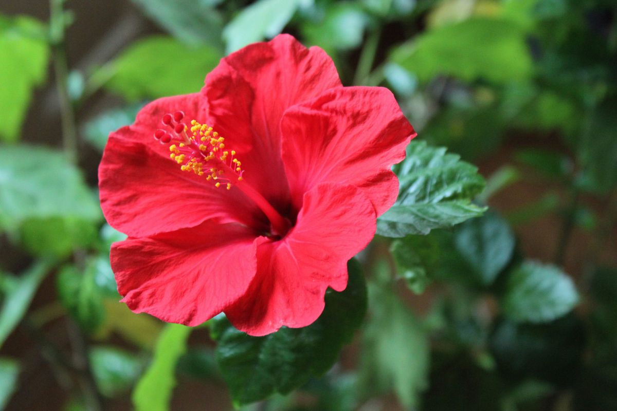 Summer-Blooming Hibiscus Has Enormous, Vibrant Blossoms | Southern Living
