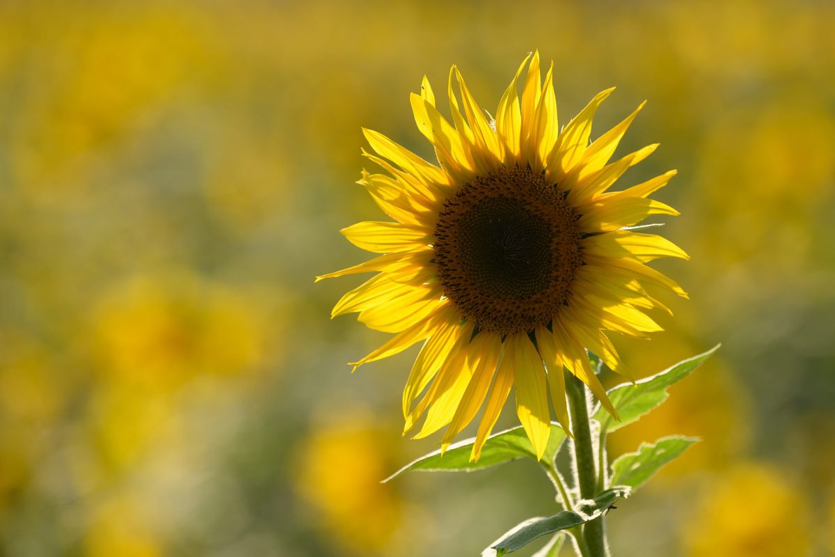 20 Of Our Favorite Sunflower Varieties   Southern Living