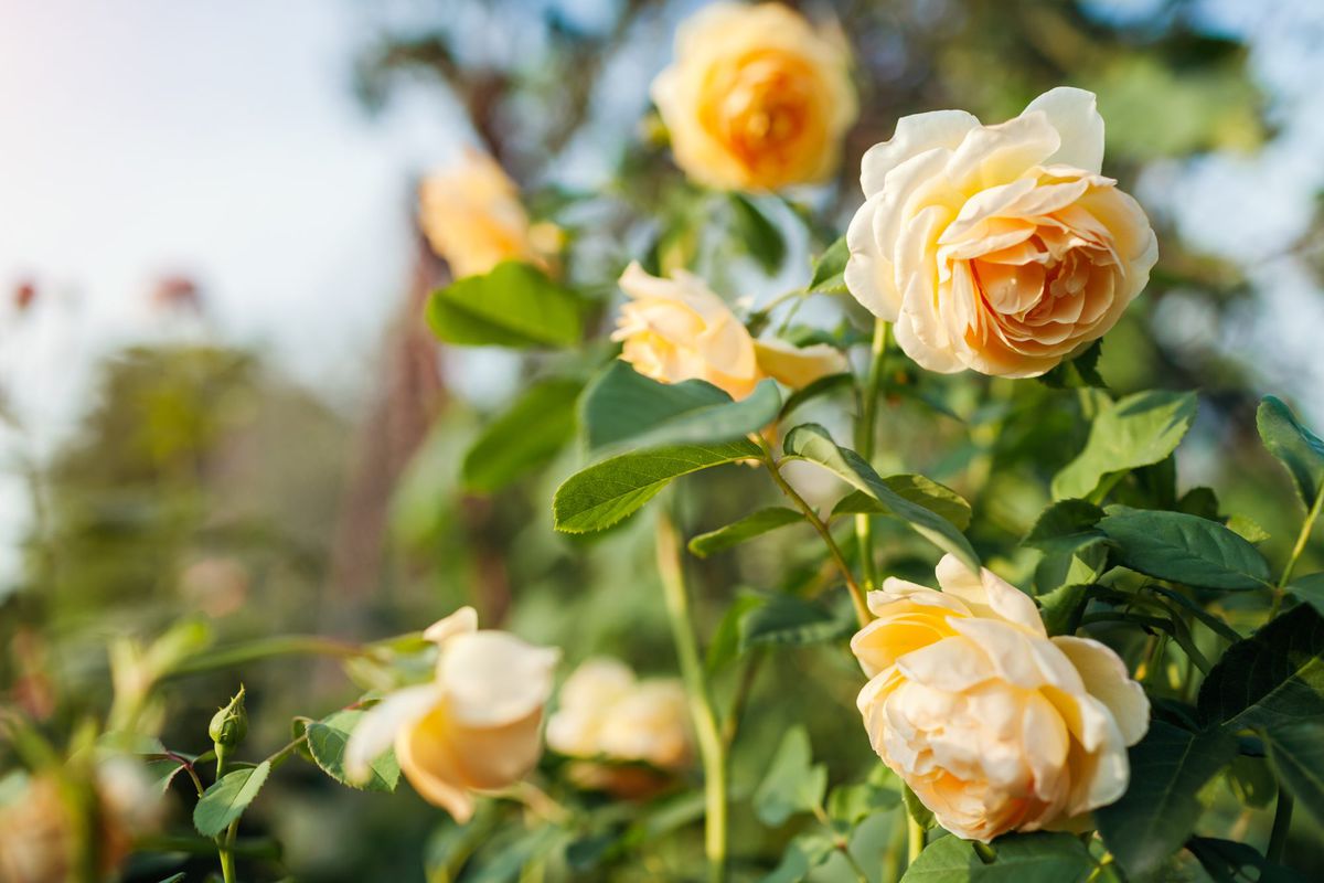 Different Types of Yellow Roses and How To Use Them in the Garden ...