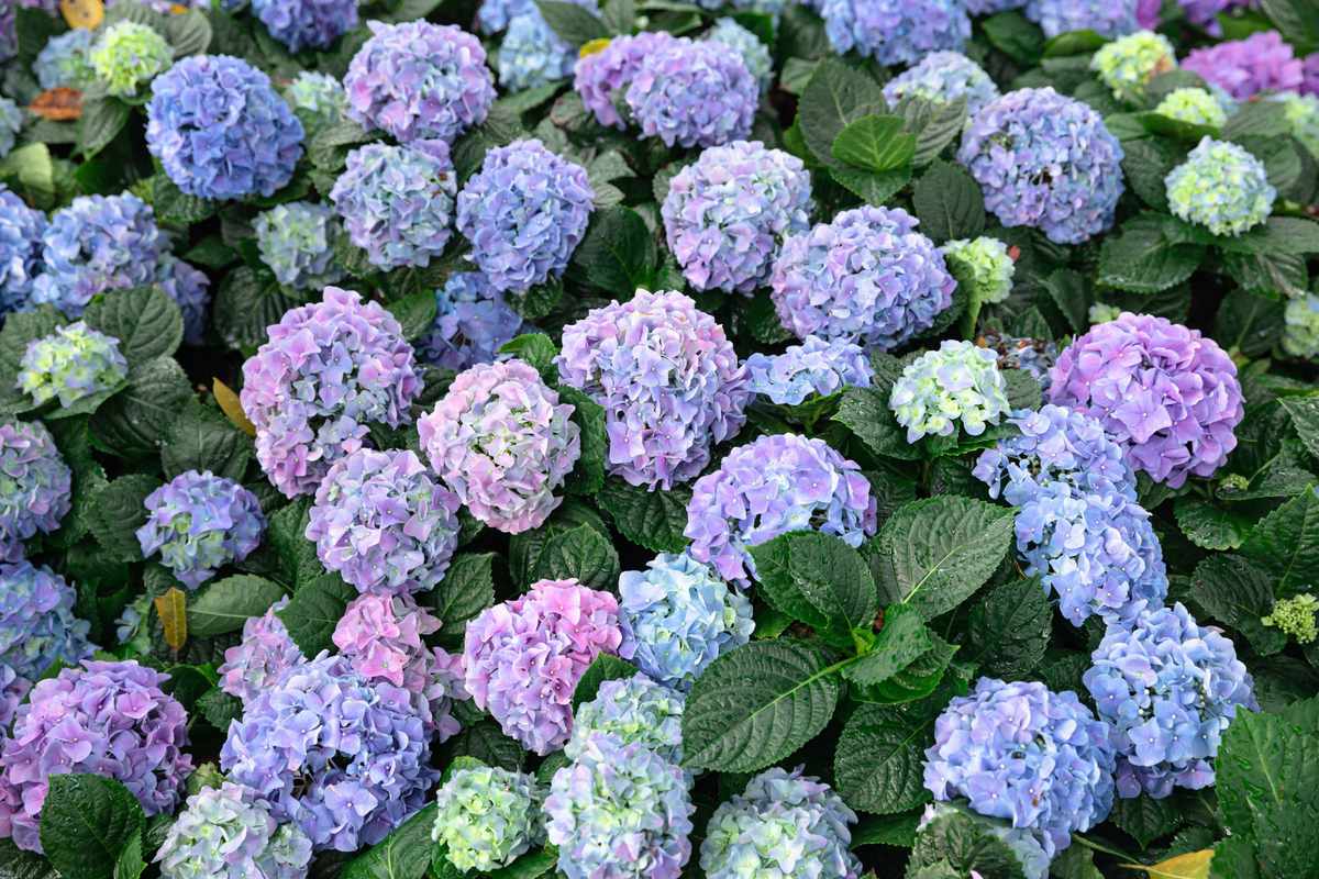 How to Propagate Hydrangeas from Cuttings   Southern Living