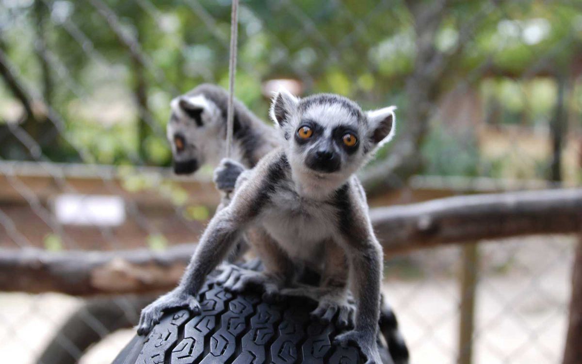 zoo-animals-lemurs-CLZOOSALE0417 7 Easy Ways To Make park Faster