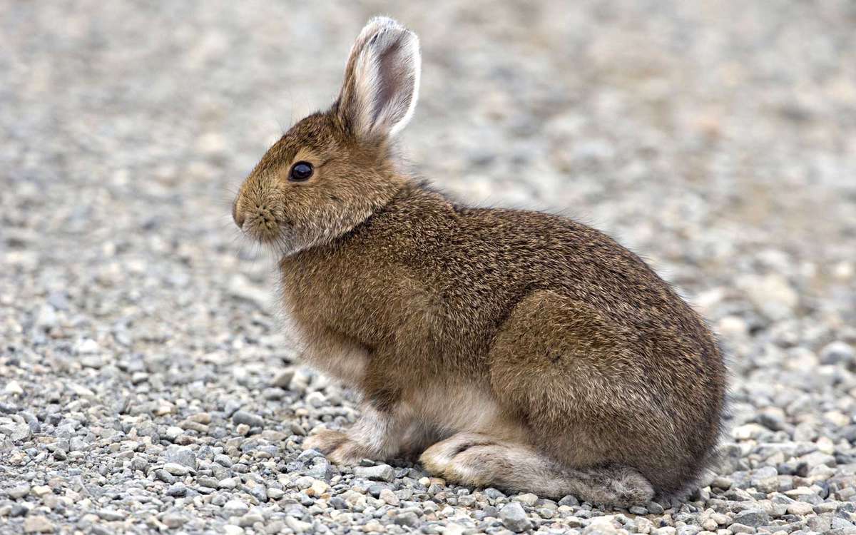 A Baby Rabbit Caused an Airport Bomb Scare and Now Its Name Is Boeing |  Travel + Leisure