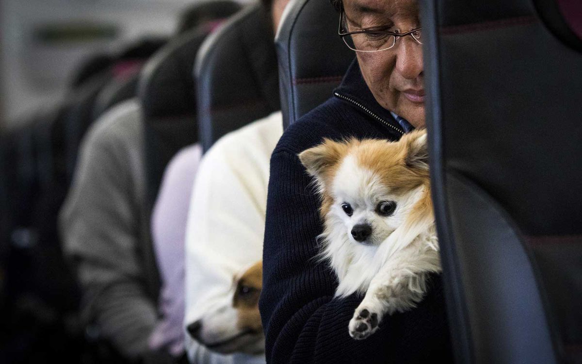 therapy dog airplane