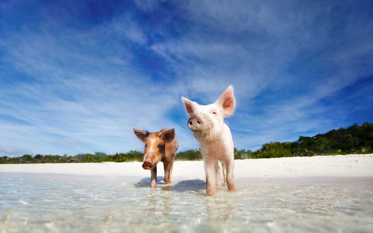 10 Islands Filled With Adorable Animals You Can Visit | Travel + Leisure