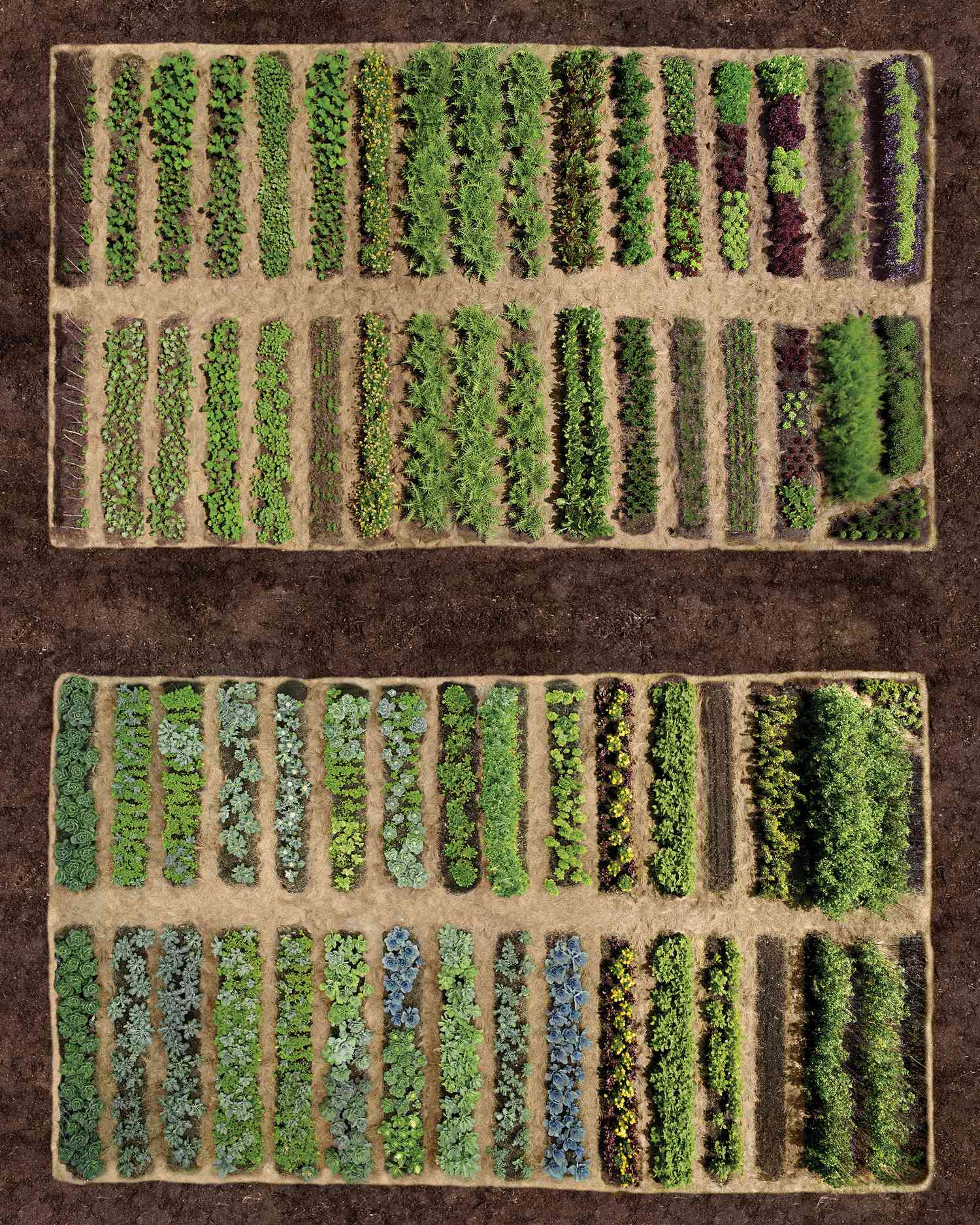 Planning Your Vegetable Garden Tips | Martha Stewart