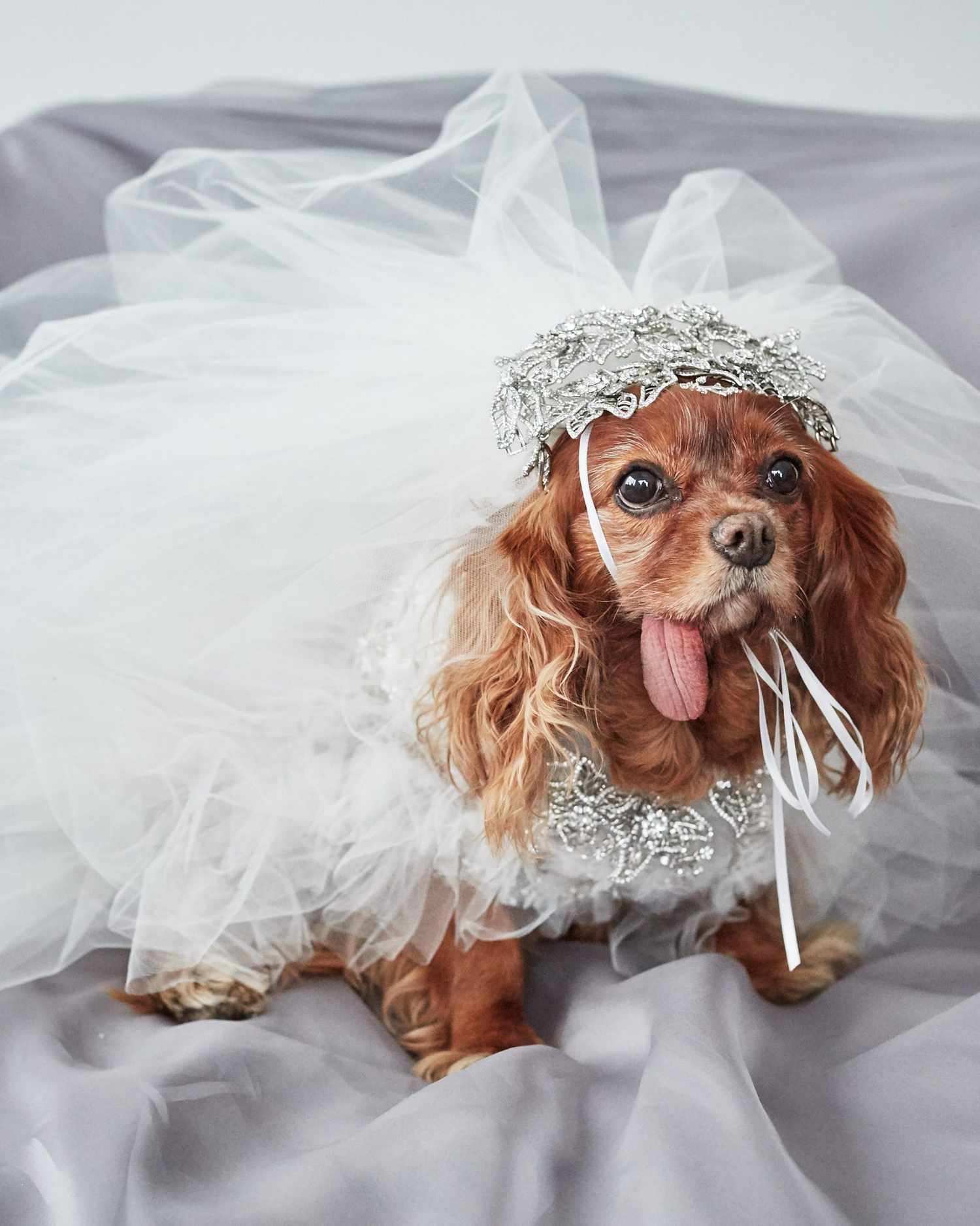 EXCLUSIVE: Get a First Look at Toast the Dog's Marchesa Wedding Dress! |  Martha Stewart