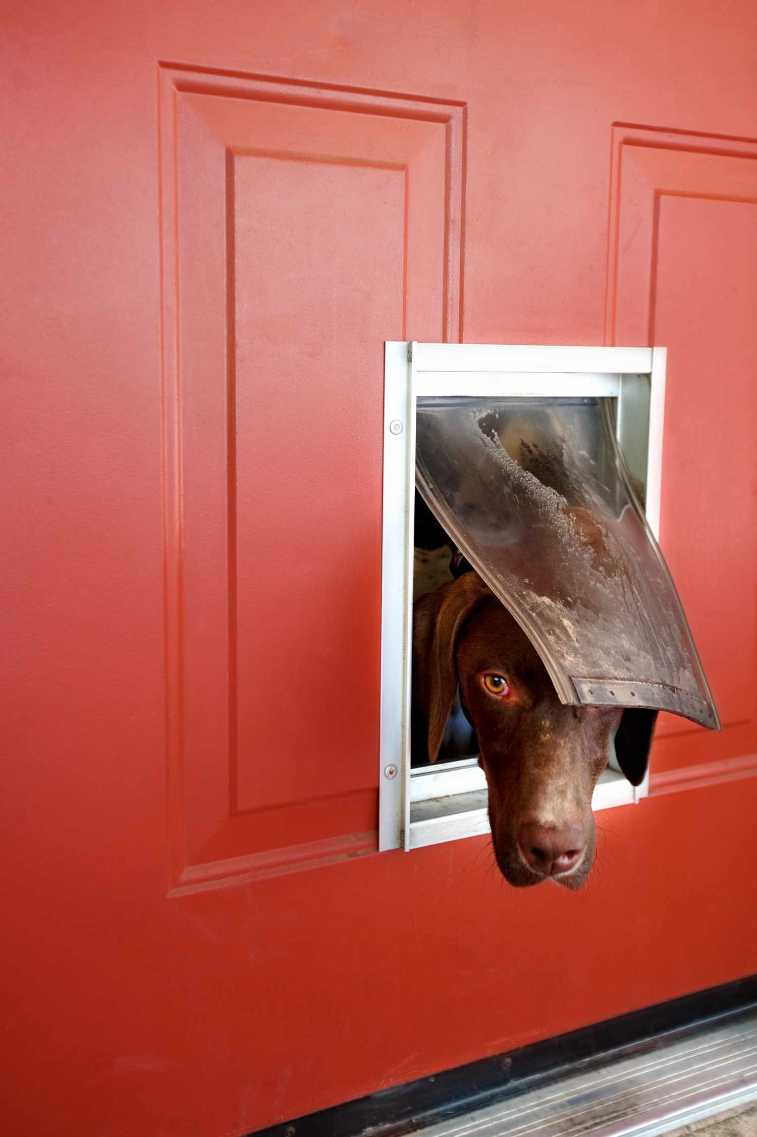 7 DIY Dog Door Plans: Give Your Canine Easy Outdoor Access!