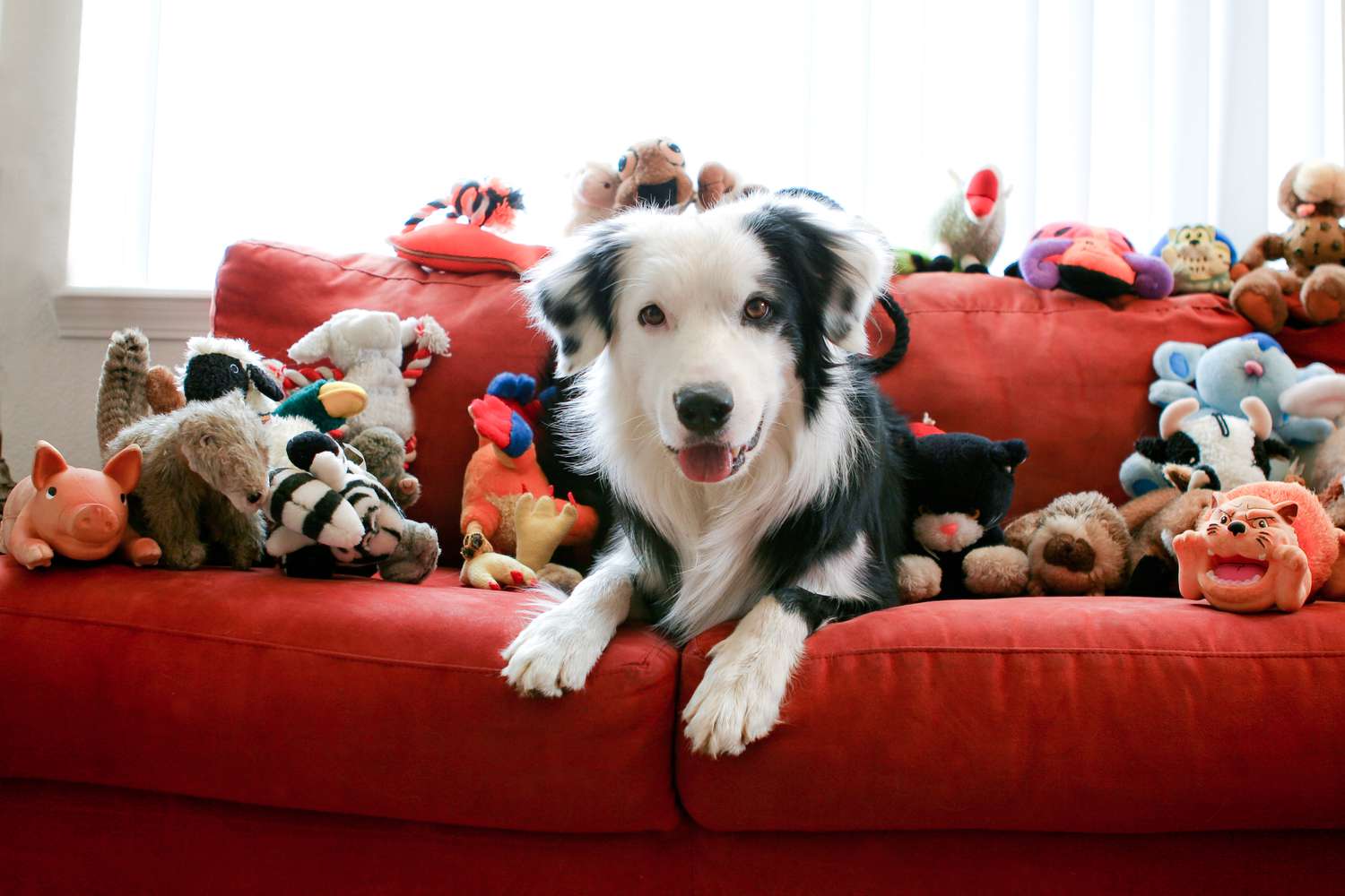 How to Clean Your Pet's Toys | Martha Stewart