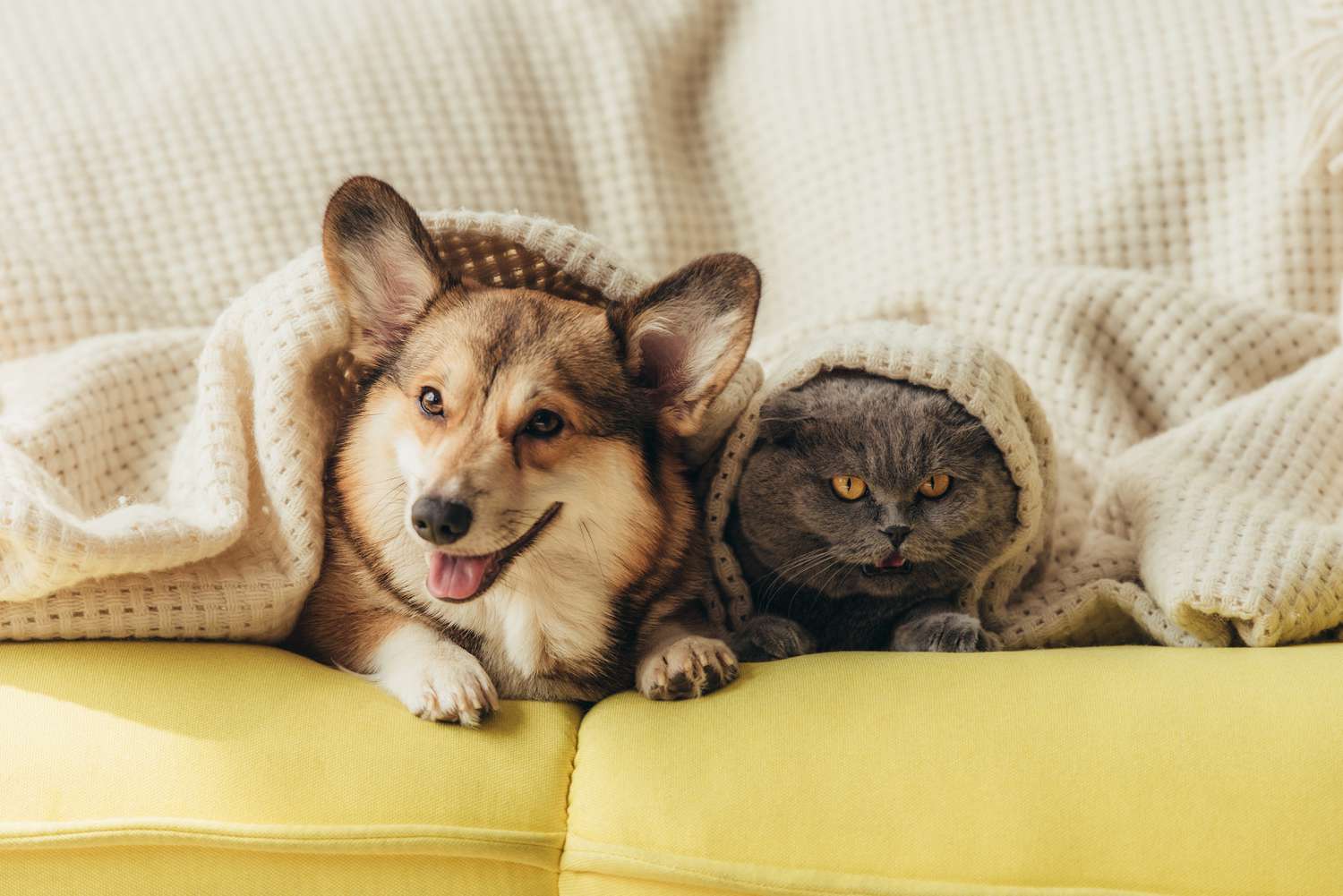 The Most Popular Cat and Dog Names of 2022, According to Rover | Martha  Stewart