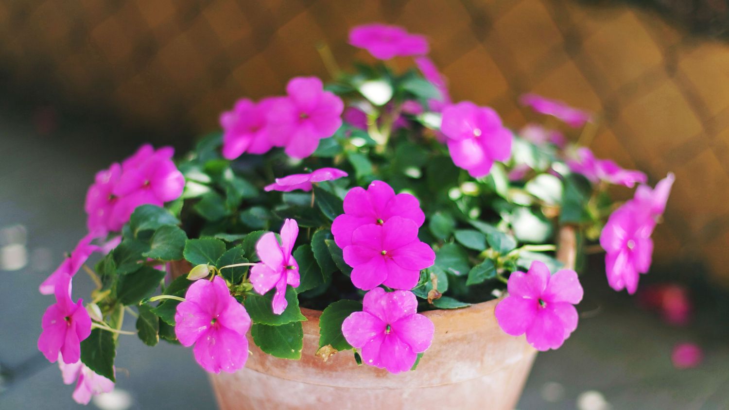 Six Flowers To Your Outdoor Planters, How To Plant Flowers In Pots Outdoors