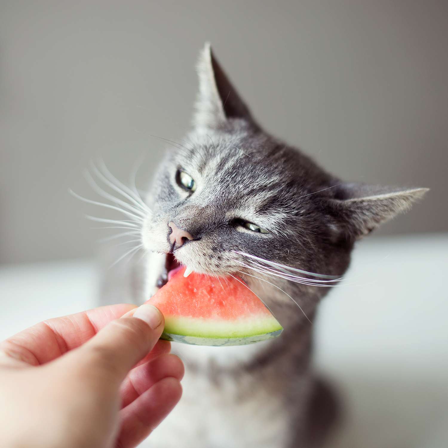 Eight Human Foods That Your Cat Can Safely Eat | Martha Stewart