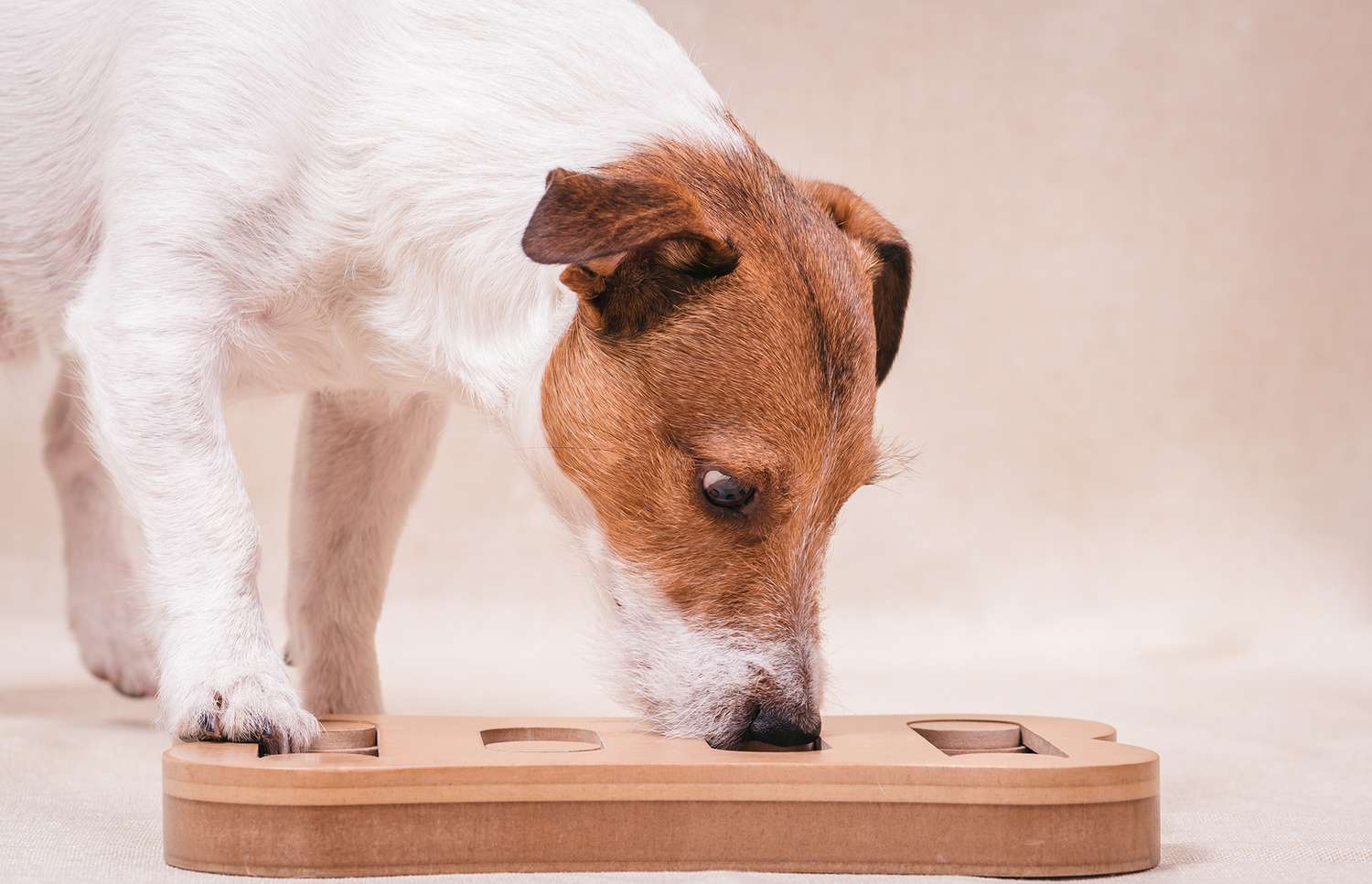 food puzzle toys for dogs