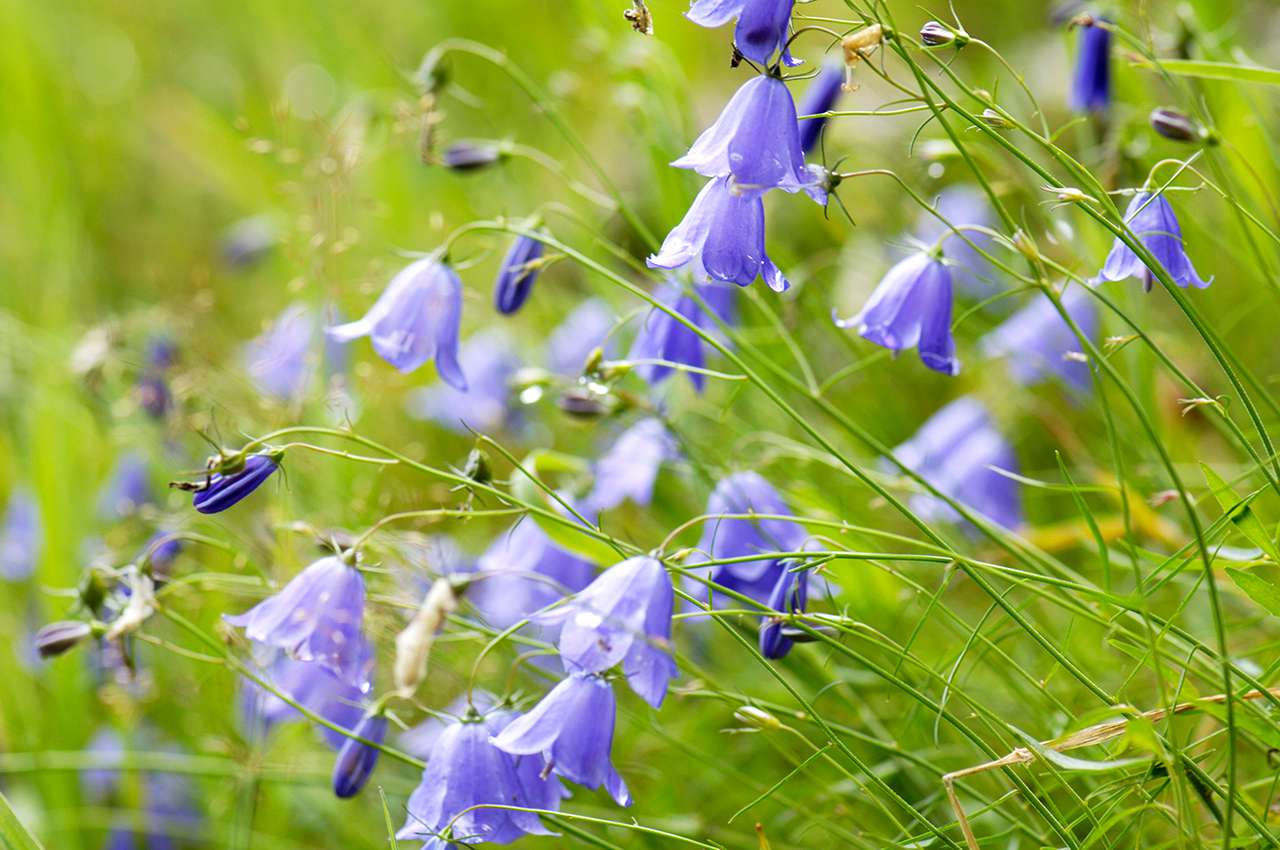 everything you need to know about campanula plants | martha stewart
