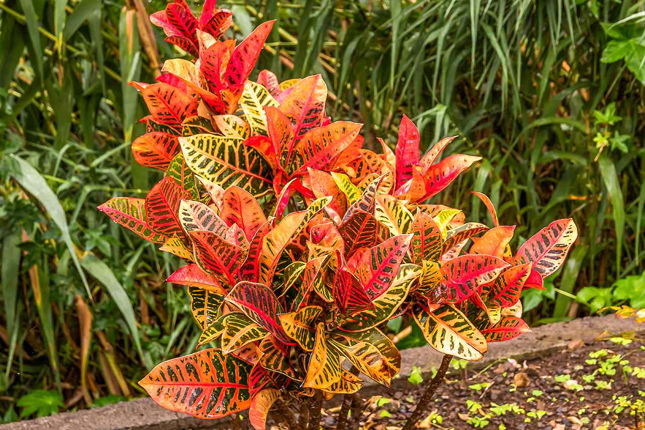 how to grow and care for a croton plant | martha stewart