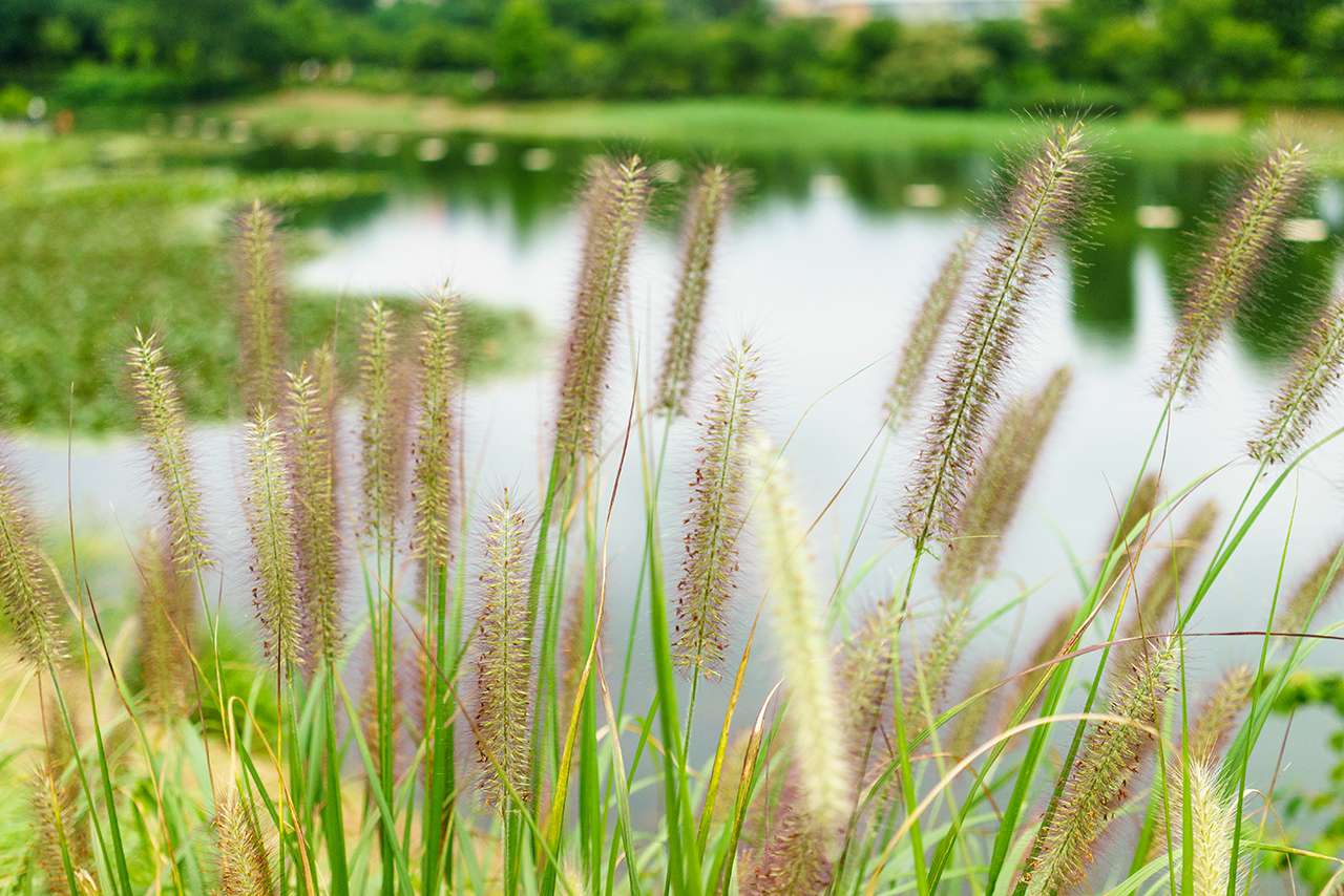 a complete guide to growing foxtail grass | martha stewart
