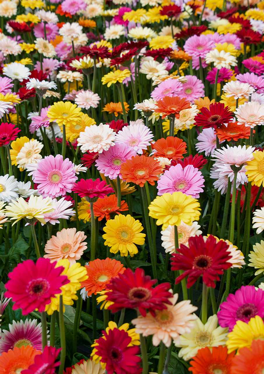 How to Care for and Grow Gerbera Daisies | Martha Stewart
