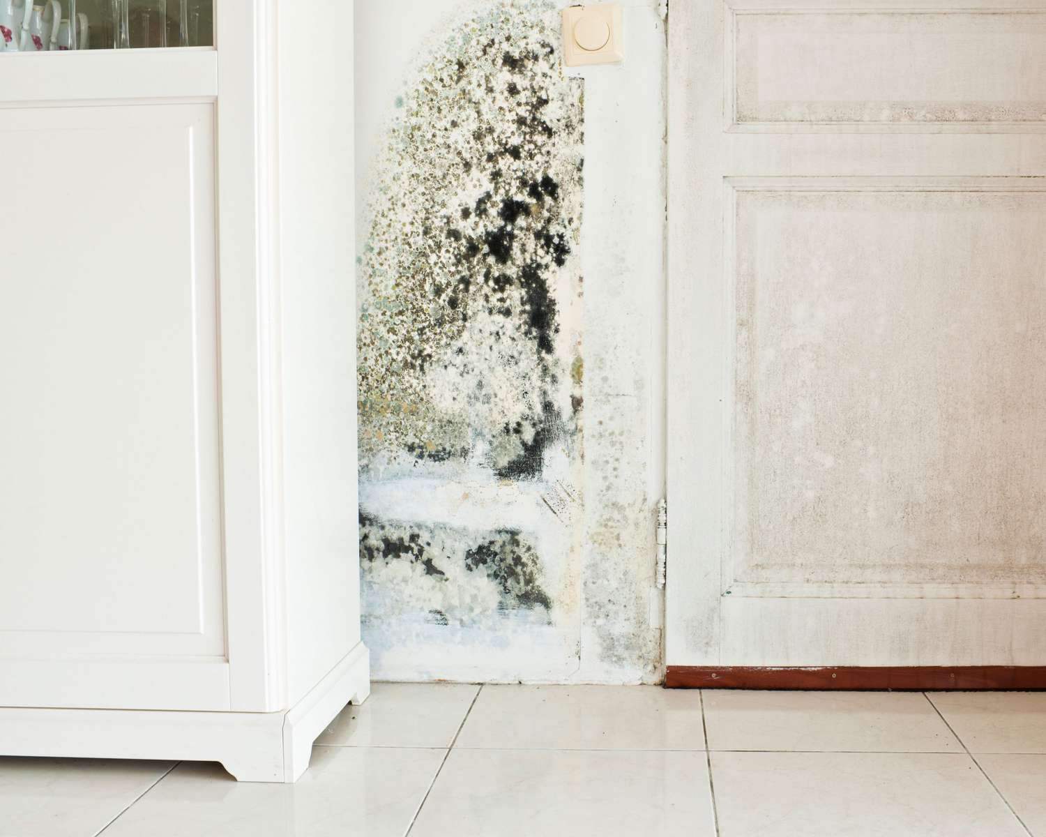 What to Do If You Find Black Mold in Your Home  Martha Stewart