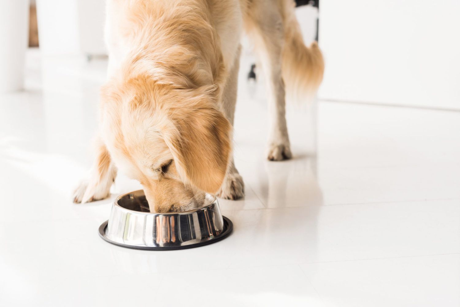 Know The Different Aspects of the Heavy Dog Bowl