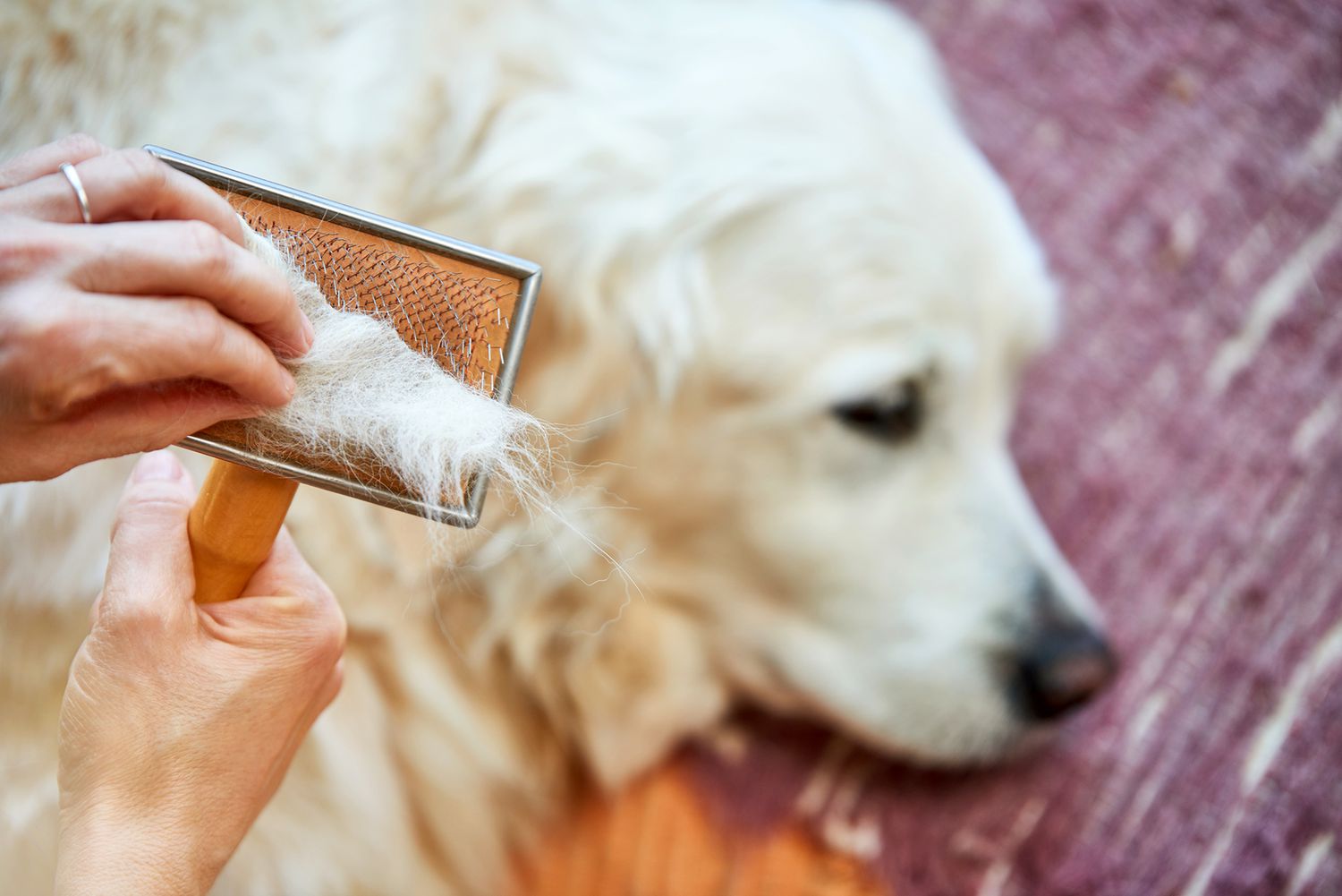 Tìm hiểu sức khỏe thông qua bộ lông của chó 