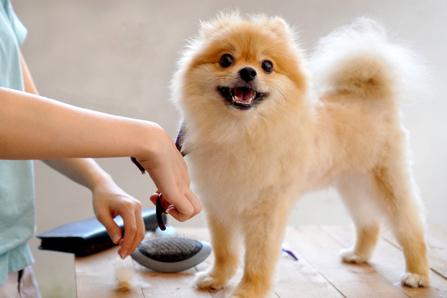 best dog clippers for pomeranians