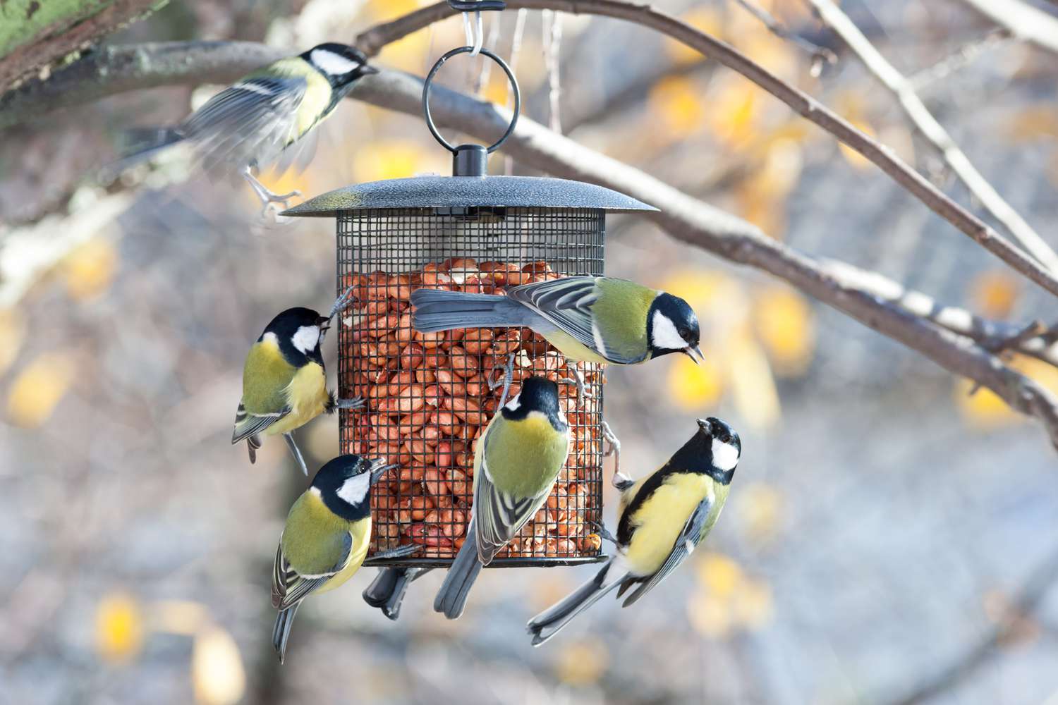Let Your Pets eat as They Wish Suitable for All Bird Cages. TISERT for All Birds Species Automatic Bird Feeder 