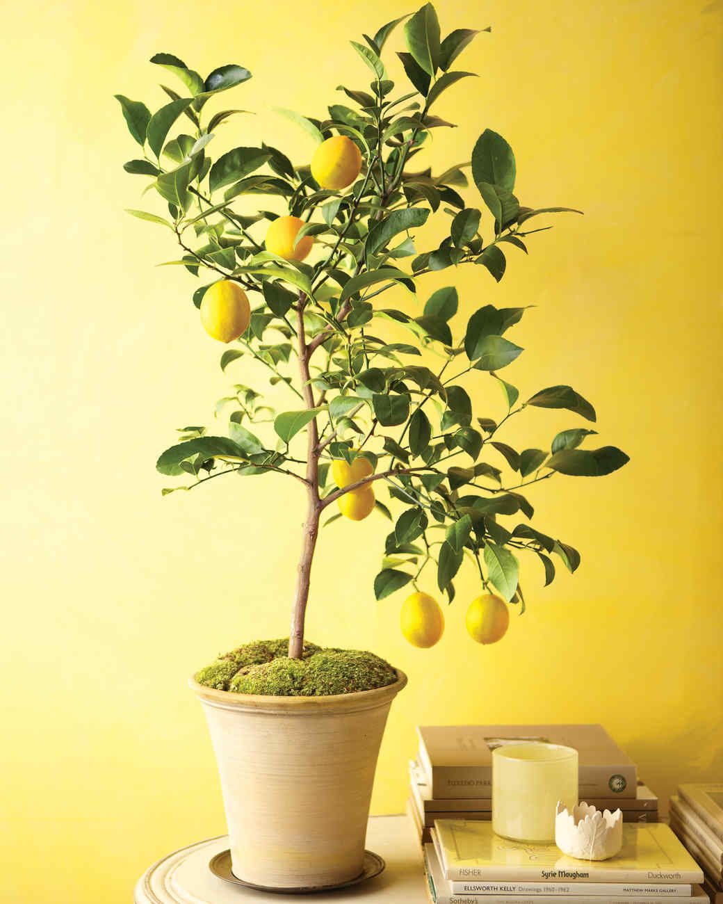 Entretien des plantes de citronnier