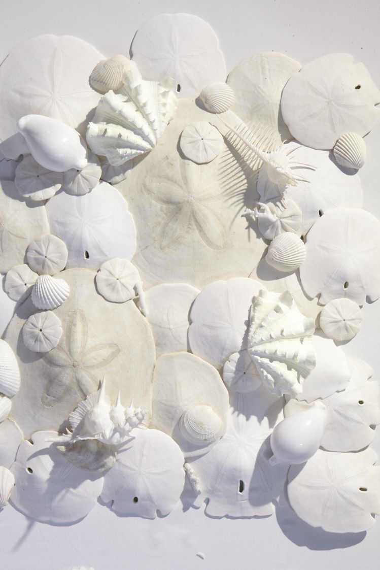 1/2"-3/4" Beach Wedding Hobby Crafts Art 4 oz Tiny White Ark Shells Seashells 