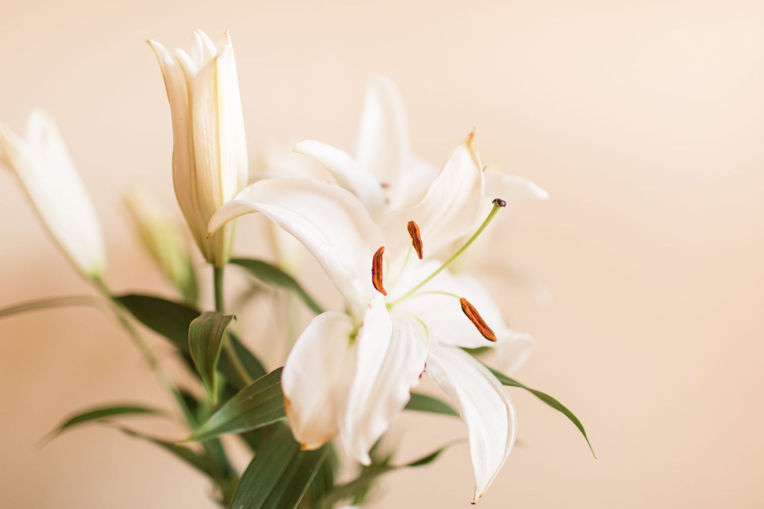 Easter Lily Care Guide | Martha Stewart