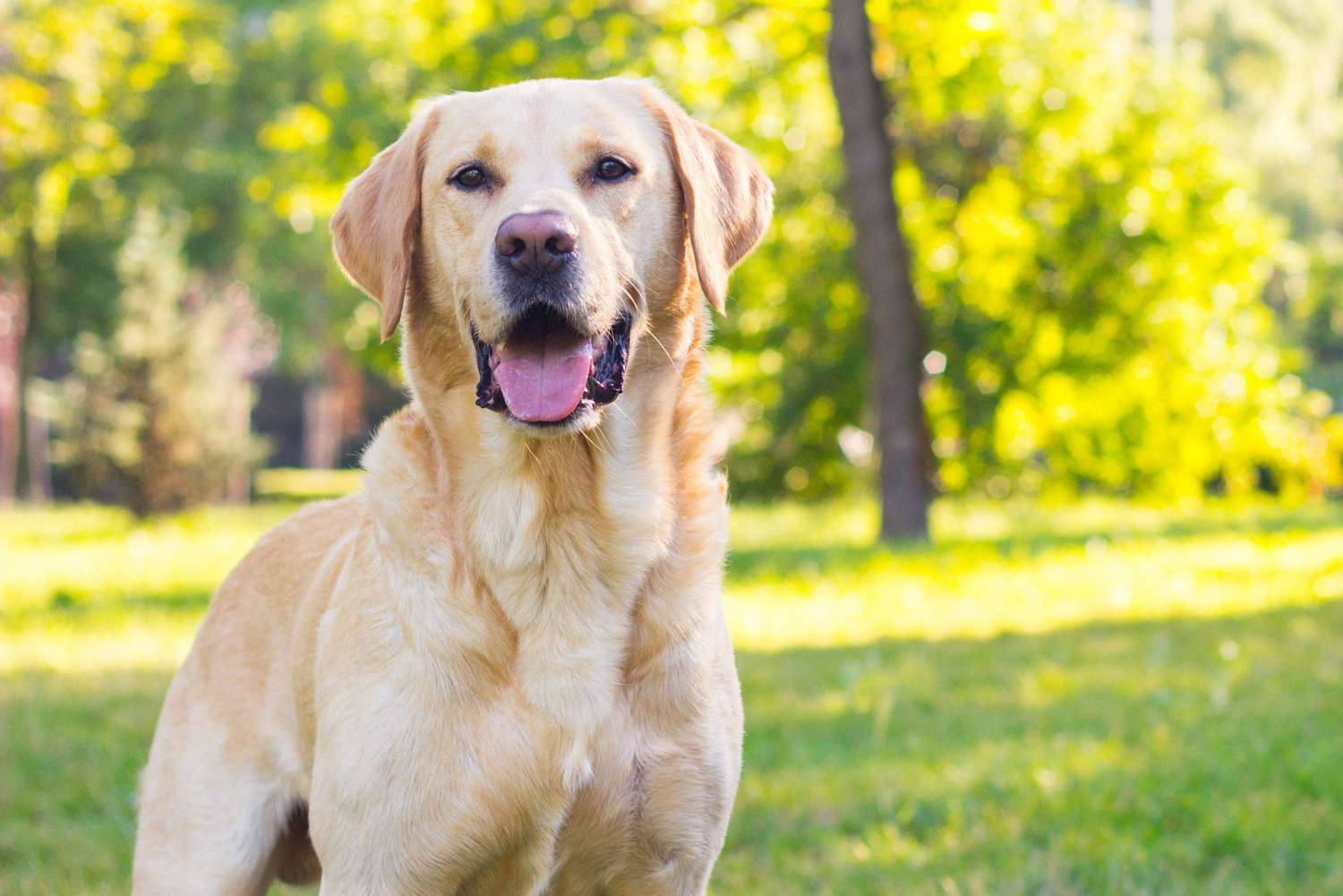 The Labrador Retriever Is the Most Popular Dog in America