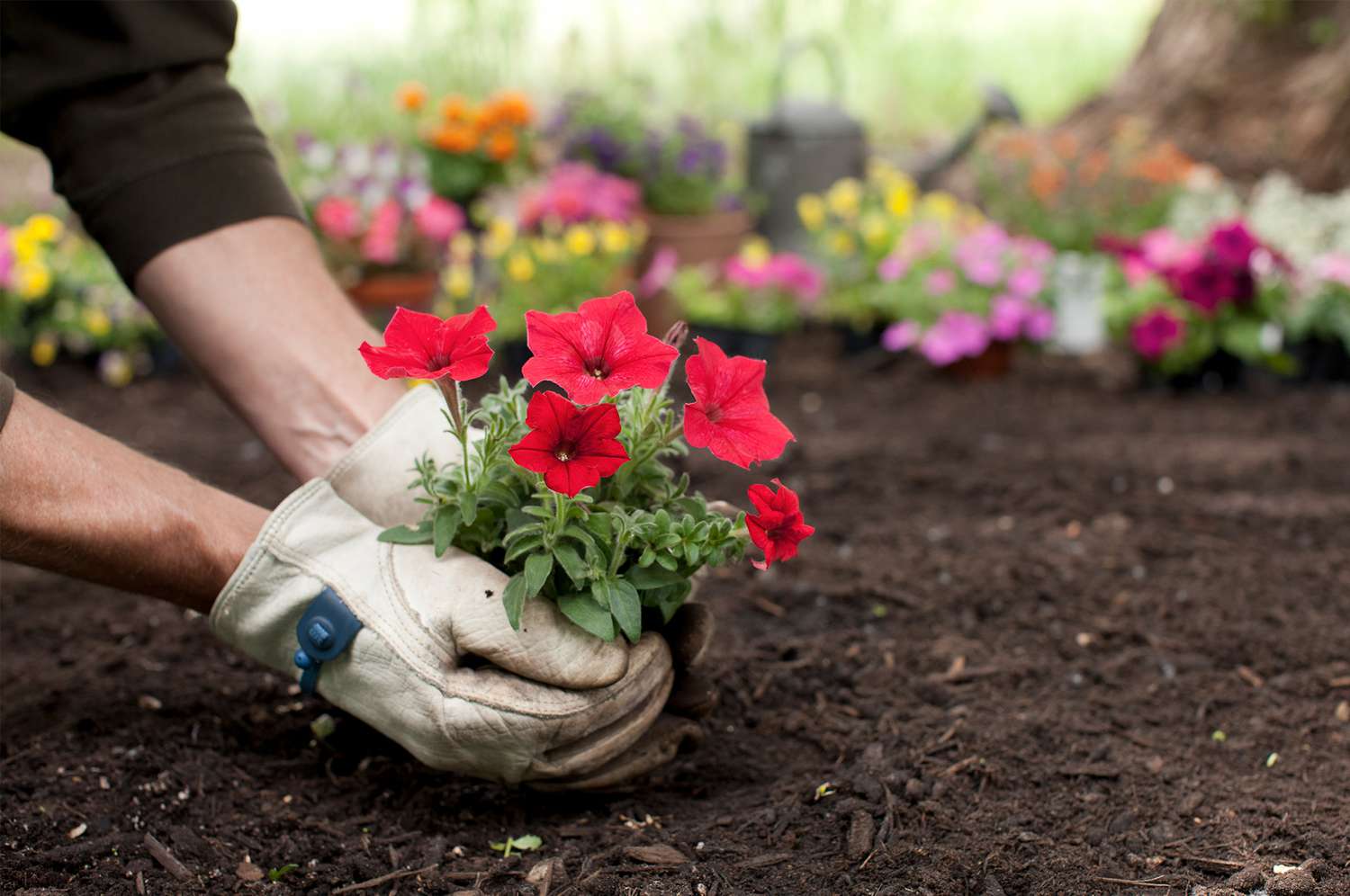 How to Start a Flower Garden If You're a Beginner