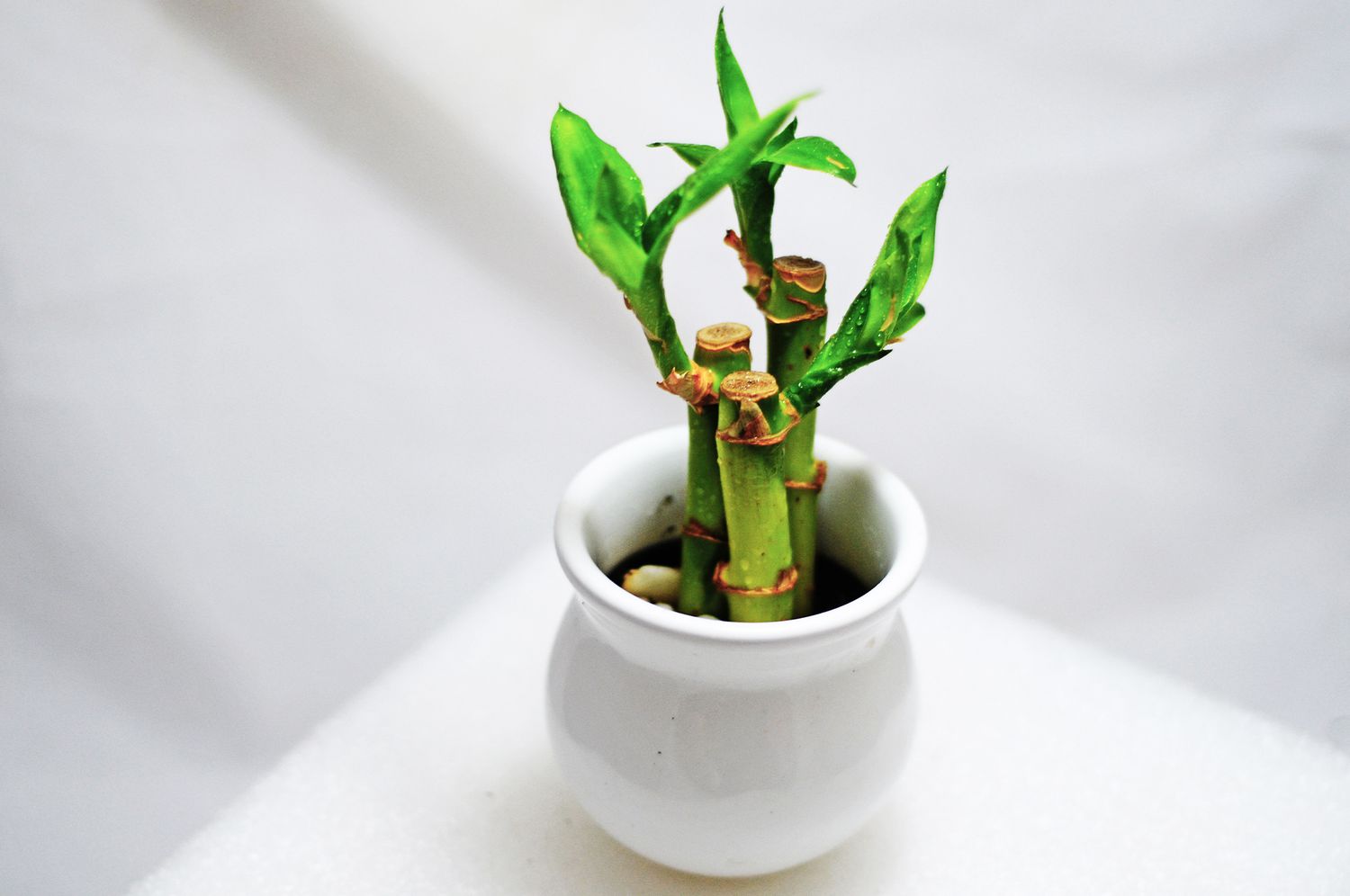 How to Grow and Care for a Lucky Bamboo Plant   Martha Stewart
