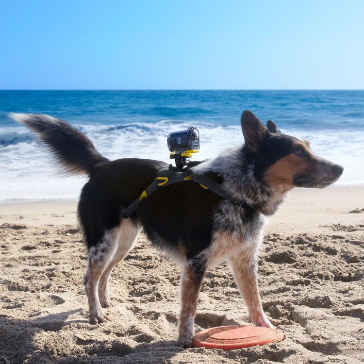 6 Genius Wedding Registry Ideas for Pet Owners Martha Stewart Weddings