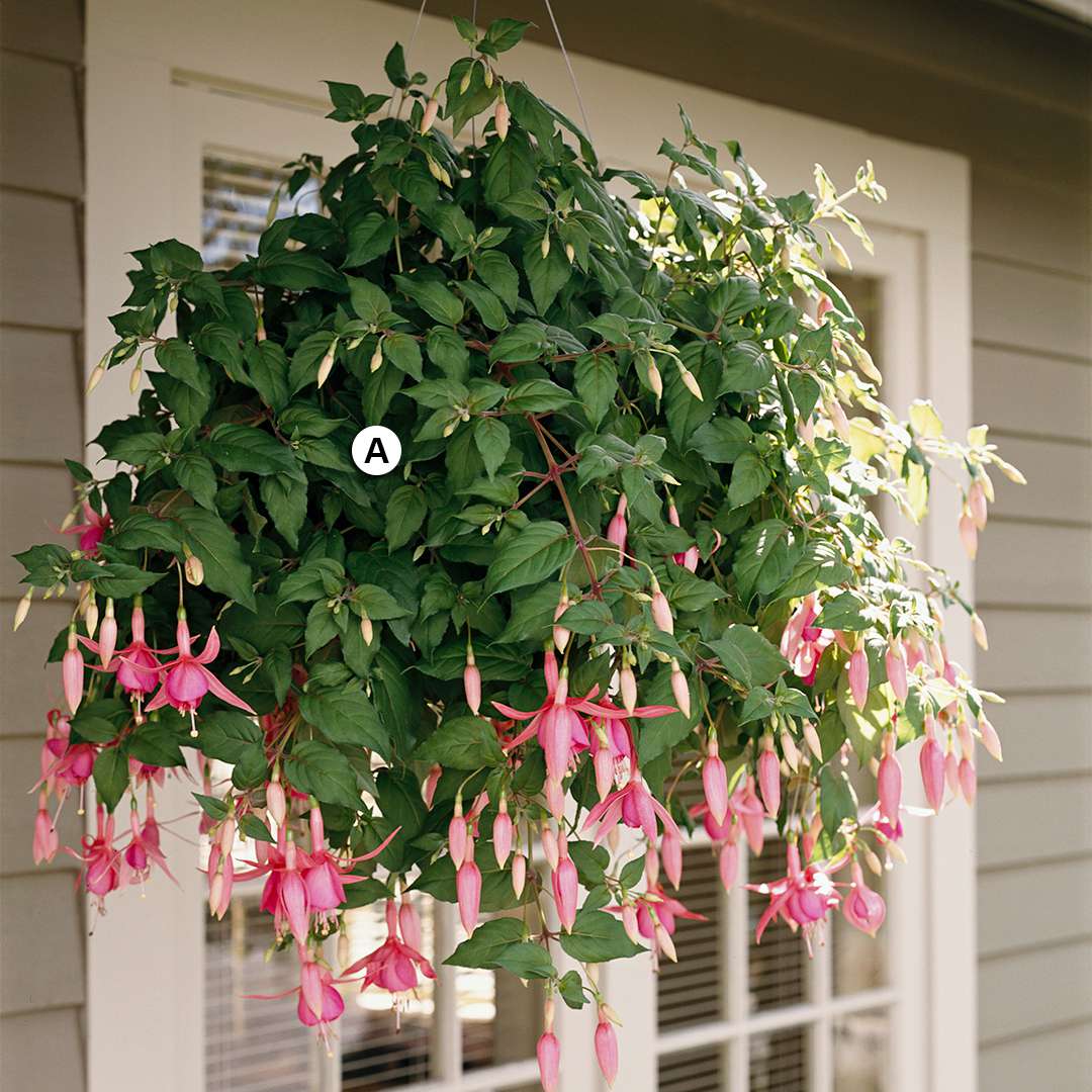 27 hanging baskets you'll want to plant immediately