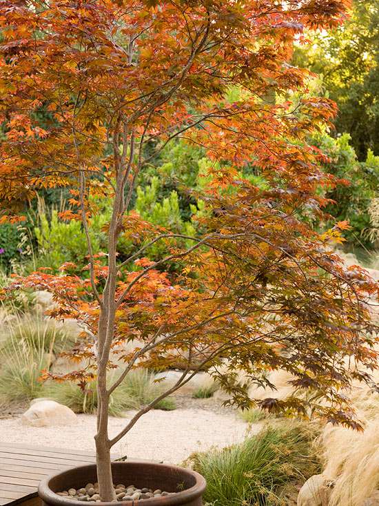 Grow Japanese Maples Anywhere Better, Japanese Maple Container Garden