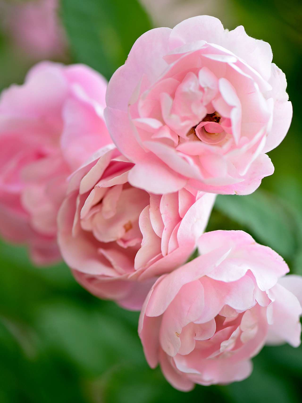 Basic Rose Care Information You'll Thank Us For | Better ...
