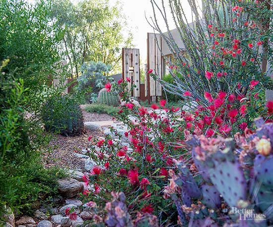Best Fall Flowers For The Desert, Southwest Garden Plants