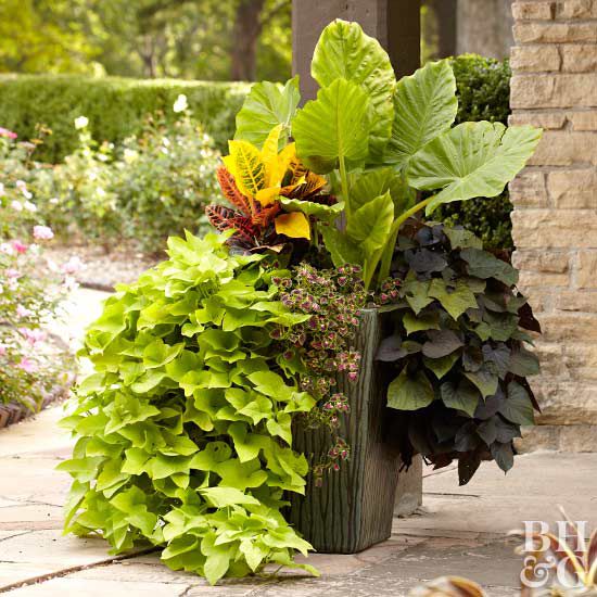 Tropical Flowers For Your Patio, What Are The Best Outdoor Patio Plants
