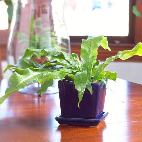 TOP 9 loại dương xỉ (ferns) tuyệt đẹp có thể trồng trong nhà thành indoor plants (theo cic32.com.vn) 
