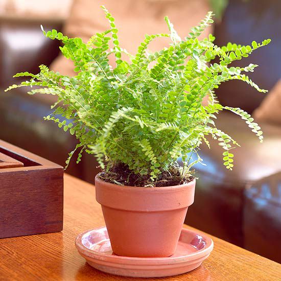 TOP 9 loại dương xỉ (ferns) tuyệt đẹp có thể trồng trong nhà thành indoor plants (theo cic32.com.vn) 