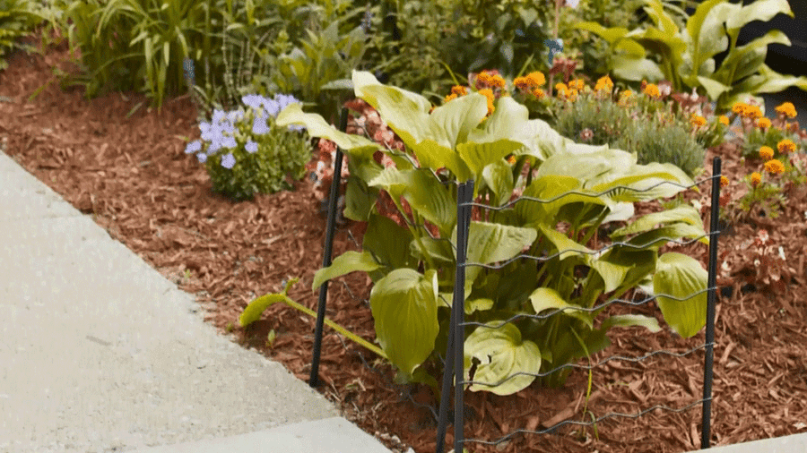 How To Mulch Better Homes Gardens